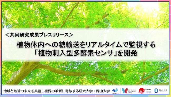 植物体内への糖輸送をリアルタイムで監視する「植物刺入型多酵素センサ」を開発〔早稲田大学, 北九州市立大学, 岡山大学〕
