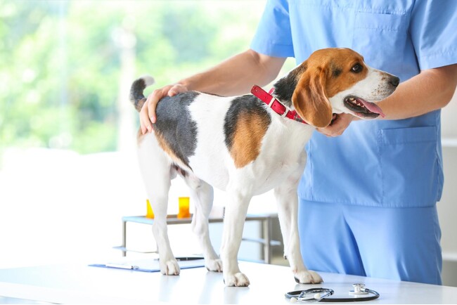 犬の去勢手術をする飼い主は約7割!費用やリアルな声をアンケート調査