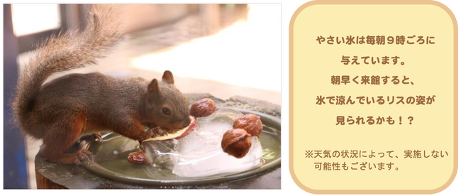 【仙台うみの杜水族館】夏本番！猛暑を乗り切る冷たいプレゼントで納涼『ニホンリスのやさい氷』【２０２５年８月１日（金）～２０２５年８月２４日（日）】