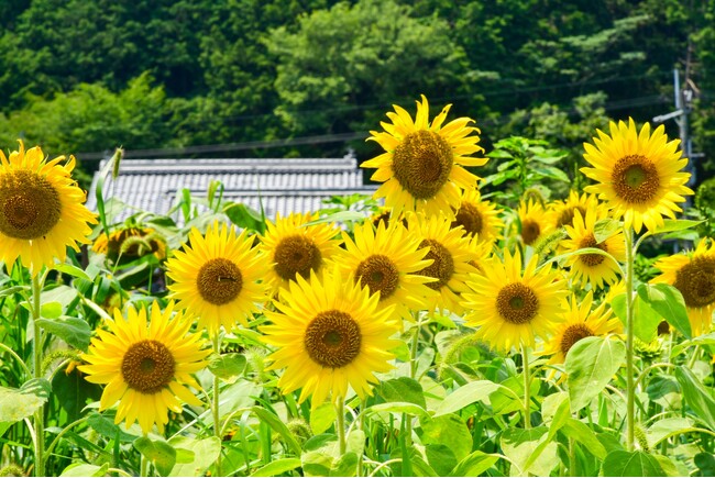 “町家ホテル おやど baison”が4つの新企画をスタート！SNSキャンペーン、和文化体験・夕食提携・特別アメニティ付き宿泊プランを展開