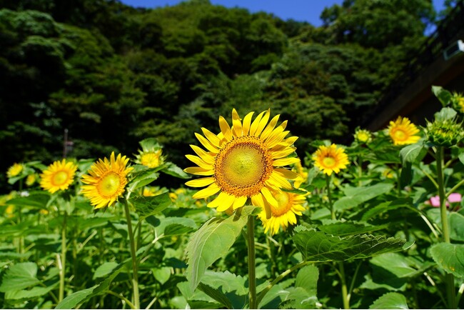 初の大規模「ヒマワリ」花畑・100万本が見頃を迎えました！（横須賀市くりはま花の国）