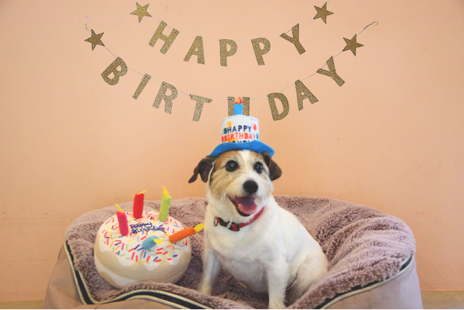 【The Canvas Hayama Park】秋の葉山で心あたたまる3つの宿泊プラン。感謝の気持ちを届けるレタープランや焚火体験、“犬の日”にちなんだ愛犬プランが登場！