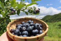 サラリーマン→耕作放棄地→ブルーベリー農園へ。BLUE BLUEBERRY FARMがブルーベリー初収穫＆販売を開始