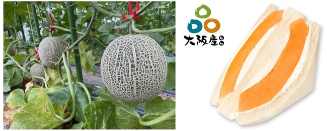 糖度が高くとろける甘さ　大阪産「神立メロン」 をたっぷり味わうご褒美サンドイッチ８月１日より発売開始