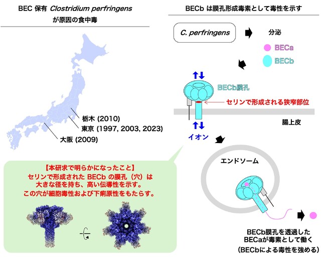 食中毒の原因毒素BECb (CPILEb) はなぜ毒素となりえるのか その理由を解明