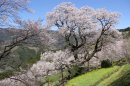 ひょうたん桜 ひょうたん桜