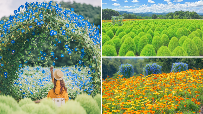 【広島／世羅】夏色が広がる丘へ　ヘブンリーブルーの丘8月9日OPEN《Flower village 花夢の里》