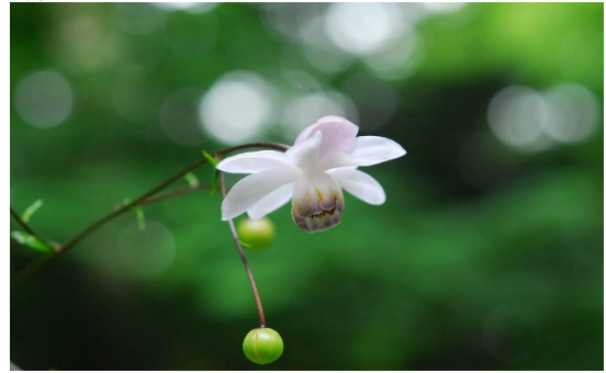 六甲高山植物園 林床に咲く涼しげな花 森の妖精 レンゲショウマが見頃です!