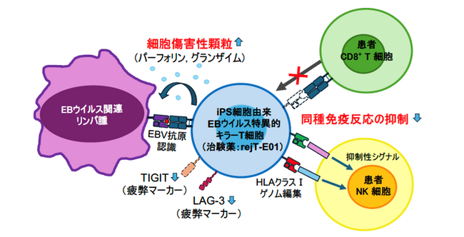 順天堂大学発「EBウイルス関連リンパ腫および慢性活動性EBウイルス病に対するiPS細胞由来EBウイルス特異的キラーT細胞療法の医師主導第I相治験」開始のお知らせ