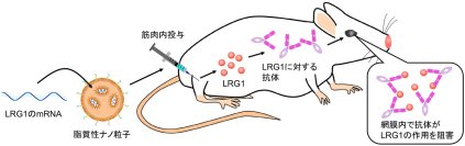 【横浜市立大学】mRNAワクチンで進行性の眼の病気を治療