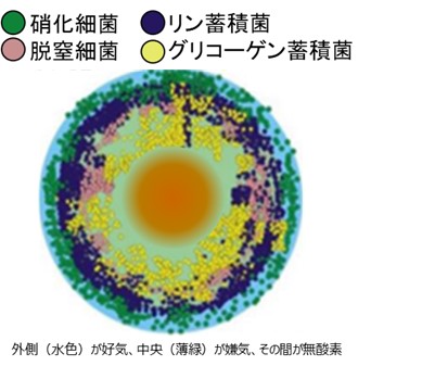 令和7年度AB-Crossプロジェクトに採択された「好気性グラニュールによる ダウンサイジング可能な下水処理技術」に関する委託契約を締結