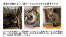 蔵から救った政子ちゃん