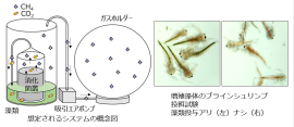 想定される資源循環システム(左)と生成された藻類バイオマスをブラインシュリンプに与えた飼料利用試験(右) 想定される資源循環システム(左)と生成された藻類バイオマスをブラインシュリンプに与えた飼料利用試験(右)