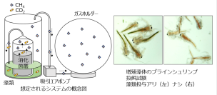 下水汚泥・生物系廃棄物からバイオガスと飼料バイオマスを同時生産する資源循環技術、8月21日・22日に大学見本市で公開