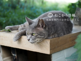 ねこから目線。