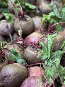 自家栽培ビーツ