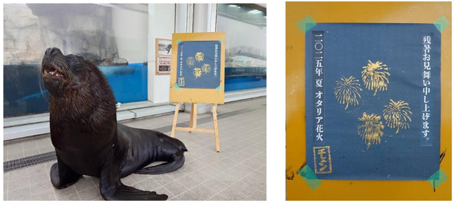 【仙台うみの杜水族館】まだまだ続く暑い夏！オタリアからみなさまにご挨拶！『オタリアの残暑お見舞い』