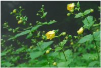 六甲高山植物園約3,000株の大群落 キレンゲショウマ見頃