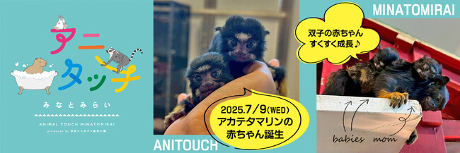 屋内型ふれあい動物園「アニタッチ みなとみらい」アカテタマリンの赤ちゃんが誕生！