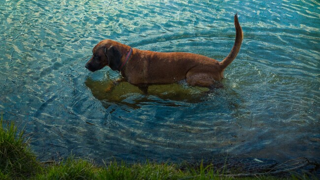 【愛犬家の認知度9.4%】夏のレジャーに潜む「レプトスピラ症」。見過ごされがちな水遊びの3大リスクと安全対策を『weDOG』が公開