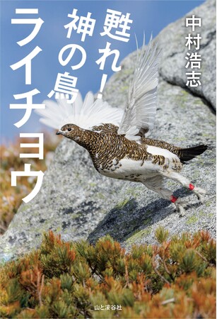 たった1羽のライチョウからわずか5年で130羽に！？　一人の鳥類学者による奇跡のストーリー『甦れ！神の鳥ライチョウ』 発売