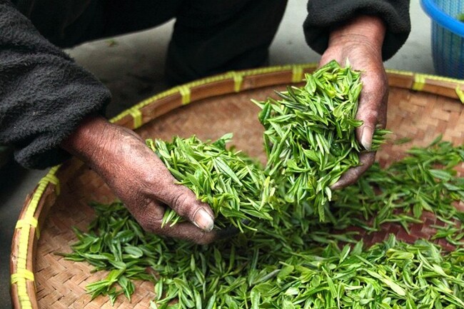 水分補給に欠かせない！お茶ついて調べました！【1000人アンケート】