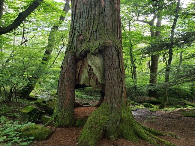 【いのち会議】～いのち宣言をつなぐ「100のアクション」～　第20回「日本の伝統文化における自然観の再発見」