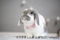 ＼祝9周年／“うさぎの魅力”が詰まった作品展示＆限定グッズ、さらにワークショップまで！「うさぎしんぼる展 2025」9月19日(金)～10月13日(月・祝日) 東京にて開催