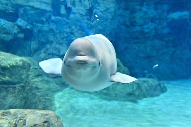 名古屋港水族館の法人サポーターに登録