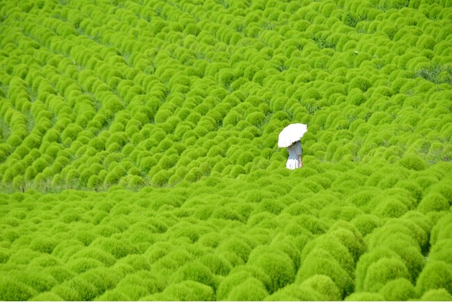 一面に広がる夏色の丘　緑葉コキアが見頃です（国営ひたち海浜公園）