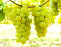 【もぎたて！採れたて！食べに来て！】「信州塩尻ぶどうまつり2025」始まるよー！
