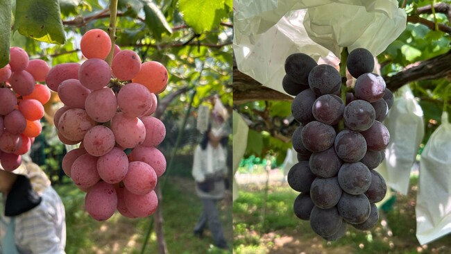 広島県竹原市の商工農福連携「八天堂ぶどう園」本日5期目の収穫をスタート