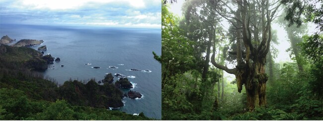 過去15万年間の日本海堆積物の花粉化石に関する研究成果が国際学術誌に公開されました。