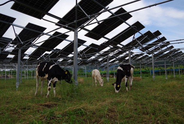 震災を乗り越えた福島の農地で！個人向けクラウド型太陽光発電「ピーパ」耕作放棄地で放牧牛を育てるソーラーシェアリング