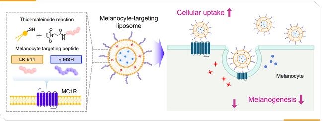 標的志向型リポソーム技術「MELA-LIPO 4(TM)」を開発 韓国成均館大学との共同研究で実現