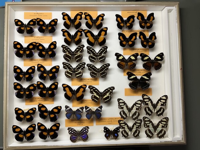 大阪市立自然史博物館　第56回特別展「学芸員のおしごと　ー集める・調べる・伝えるー」を開催します