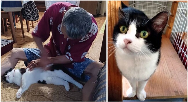 【静岡・焼津】“もう一度、猫と暮らしたい”を叶える。高齢者世帯と「訳あり猫」を繋ぎ、保証人なしでも譲渡可能に。