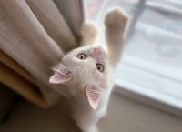 猫のプロがご自宅へ　「猫専門シッティングサービス」新登場！【ネコト(Hotel Neko＆)】