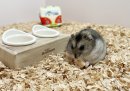 社員ハムのタコスもお気に入り 社員ハムのタコスもお気に入り