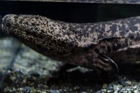 【京都水族館】オオサンショウウオの息継ぎを“8時間”徹底調査!
「9月9日はオオサンショウウオの日2025」開催