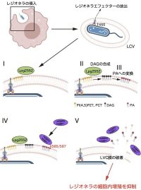 【東京薬科大学/大阪大学/岐阜大学/京都大学】細胞内において自己・非自己の境界線を決定する分子パターンの発見 ～自己由来成分の病原体含有液胞をセルオートノマス免疫系が捕捉するメカニズムの解明～