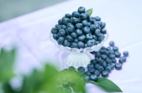 BLUE ANGEL～Nasu Highland Blueberry Park～　冷凍にも、自信あり。最新鋭「プロトン凍結機」を導入　収穫したてのフレッシュさと栄養をそのまま閉じ込めた冷凍ブルーベリーを全国へ