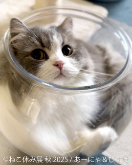 展示作品：あーにゃ＆びすけ