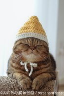 展示作品：torachanthecat