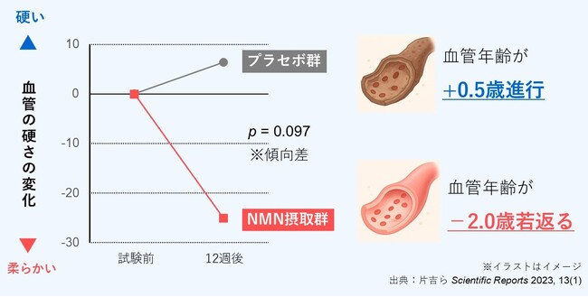 注目の成分「NMN」の摂取で血管の硬さが改善、健康寿命延伸への新たな可能性に
