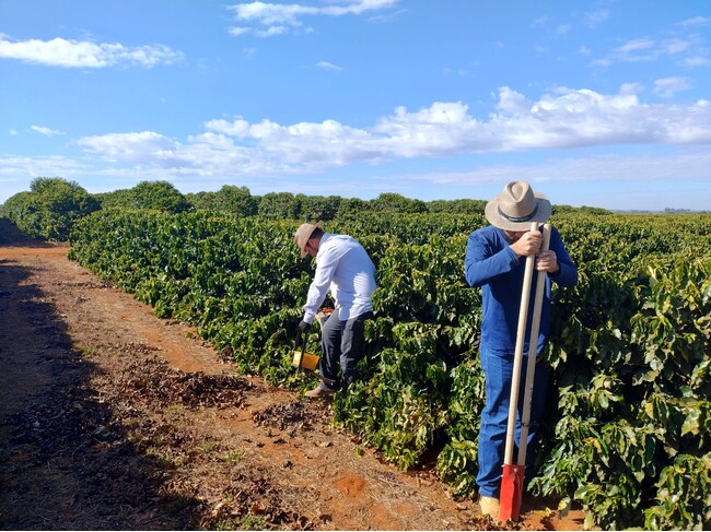 味の素AGF(株)、ブラジル連邦共和国/コーヒーにおける再生型農業実証事業が、経済産業省の令和6年度補正グローバルサウス未来志向型共創等事業費補助金（小規模実証・ＦＳ事業）に採択
