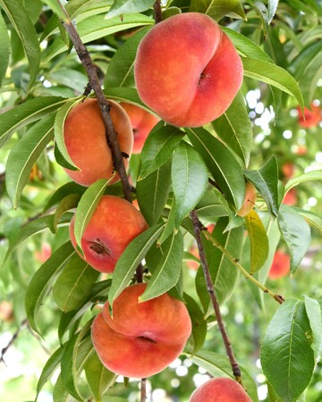 【飛騨高山・岐阜県高山市】不老長寿の伝説をもつ幻の桃「蟠桃(ばんとう)」収穫始まる