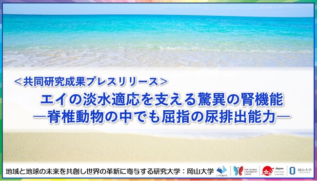 エイの淡水適応を支える驚異の腎機能-脊椎動物の中でも屈指の尿排出能力-〔東京大学, 国立遺伝学研究所, 岡山大学〕