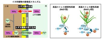【横浜市立大学】鉄吸収を制御して植物の高温ストレスを緩和