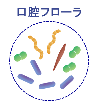 高齢でも健康な口腔を保ち続ける人は、硝酸還元菌の多い健康型の口腔フローラを保有していることを発見